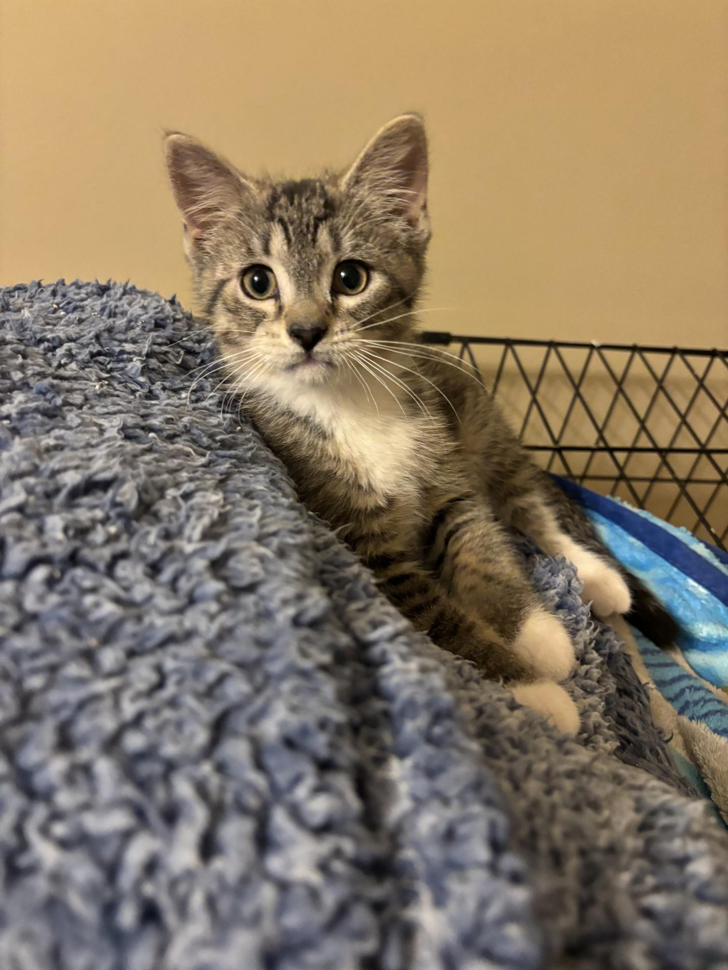 Carebear, an adopted Domestic Short Hair in Ridgetown, ON image 2/3