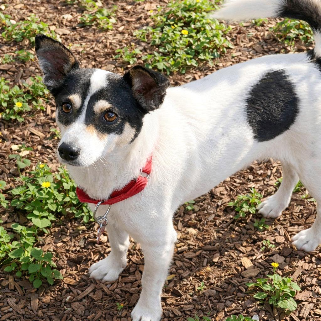 Enlarge Reno, a Adoptable mixed breed in Boerne, TX image 1/6
