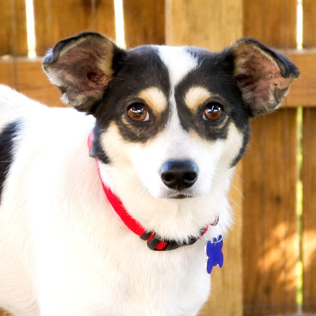 Enlarge Reno, a Adoptable mixed breed in Boerne, TX image 5/6