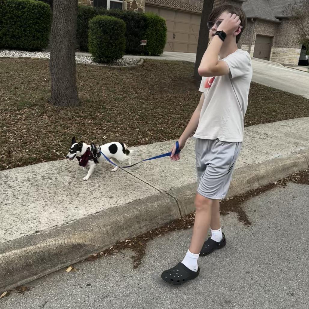 Enlarge Reno, a Adoptable mixed breed in Boerne, TX image 2/6