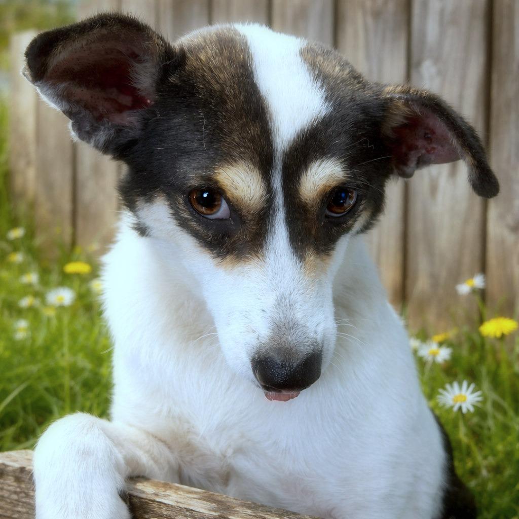 Enlarge Reno, a Adoptable mixed breed in Boerne, TX image 3/6