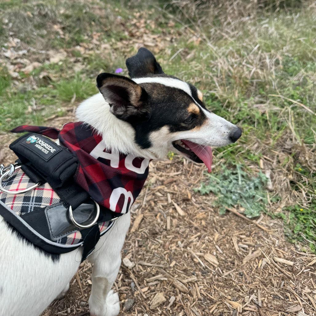 Enlarge Reno, a Adoptable mixed breed in Boerne, TX image 6/6