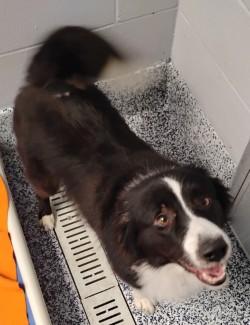 Enlarge Riddick, a Adopted Border Collie in Dillsburg, PA image 2/3