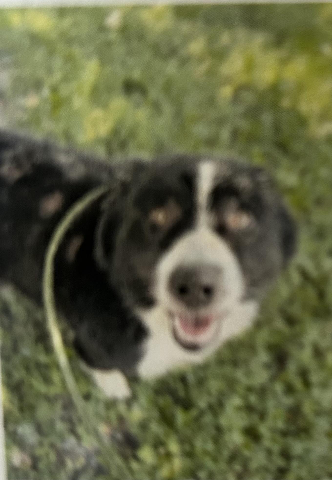 Enlarge Riddick, a Adopted Border Collie in Dillsburg, PA image 3/3