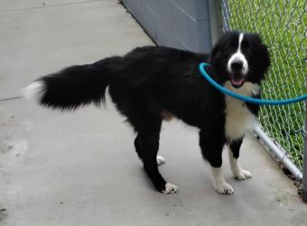 Riddick, Adopted, Adult Male Border Collie.