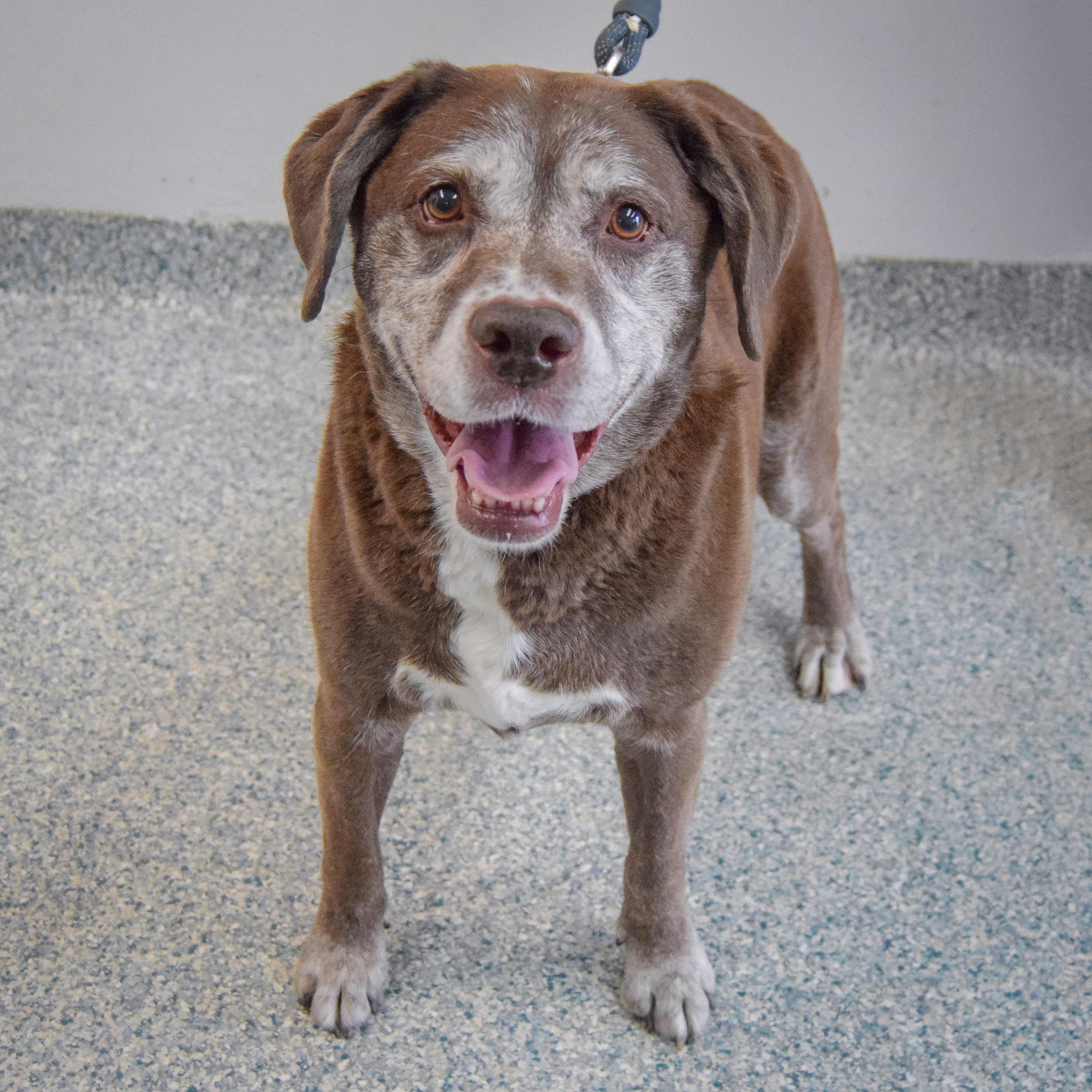 Enlarge Maple, an adoptable mixed breed in Huntley, IL image 3/6