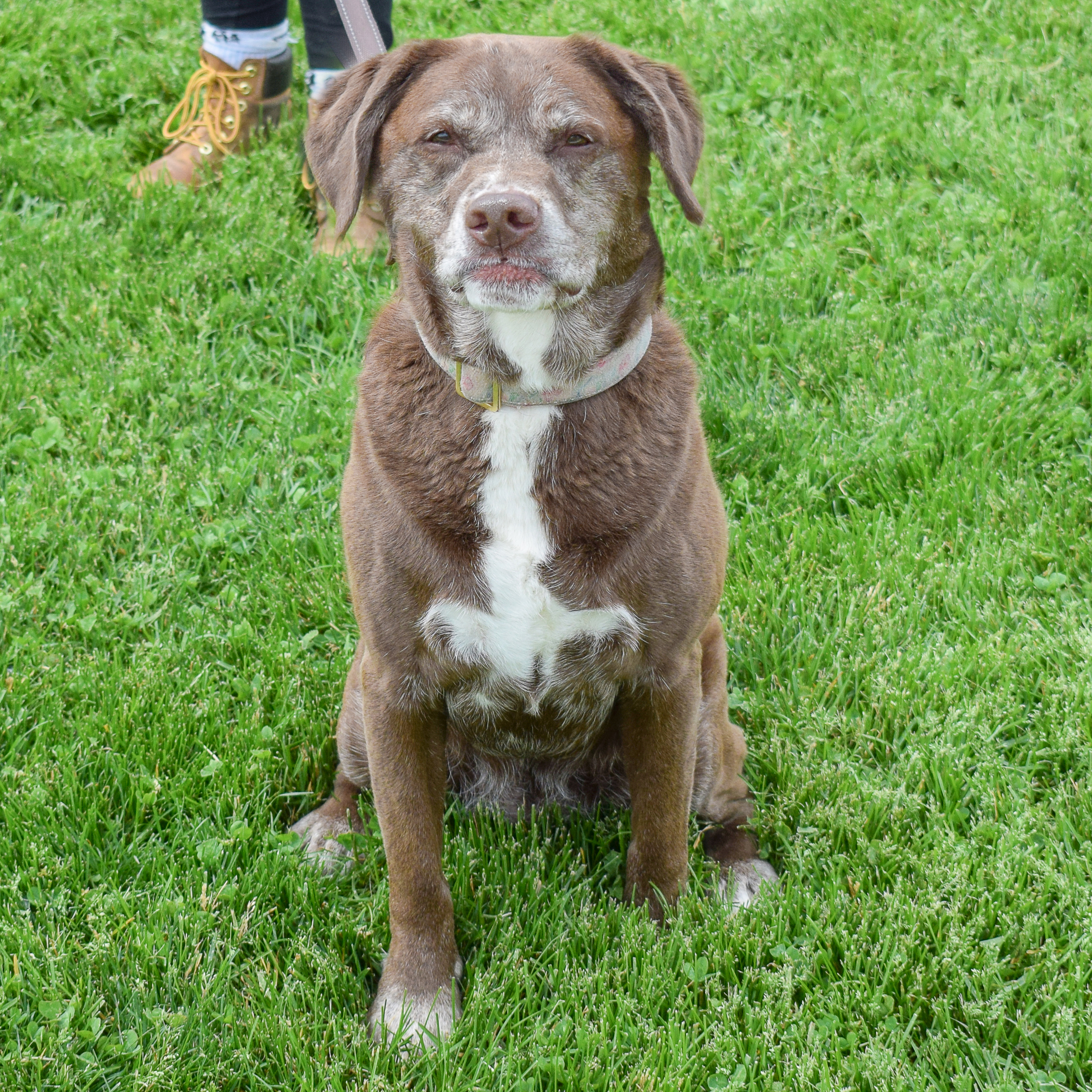 Enlarge Maple, an adoptable mixed breed in Huntley, IL image 5/6