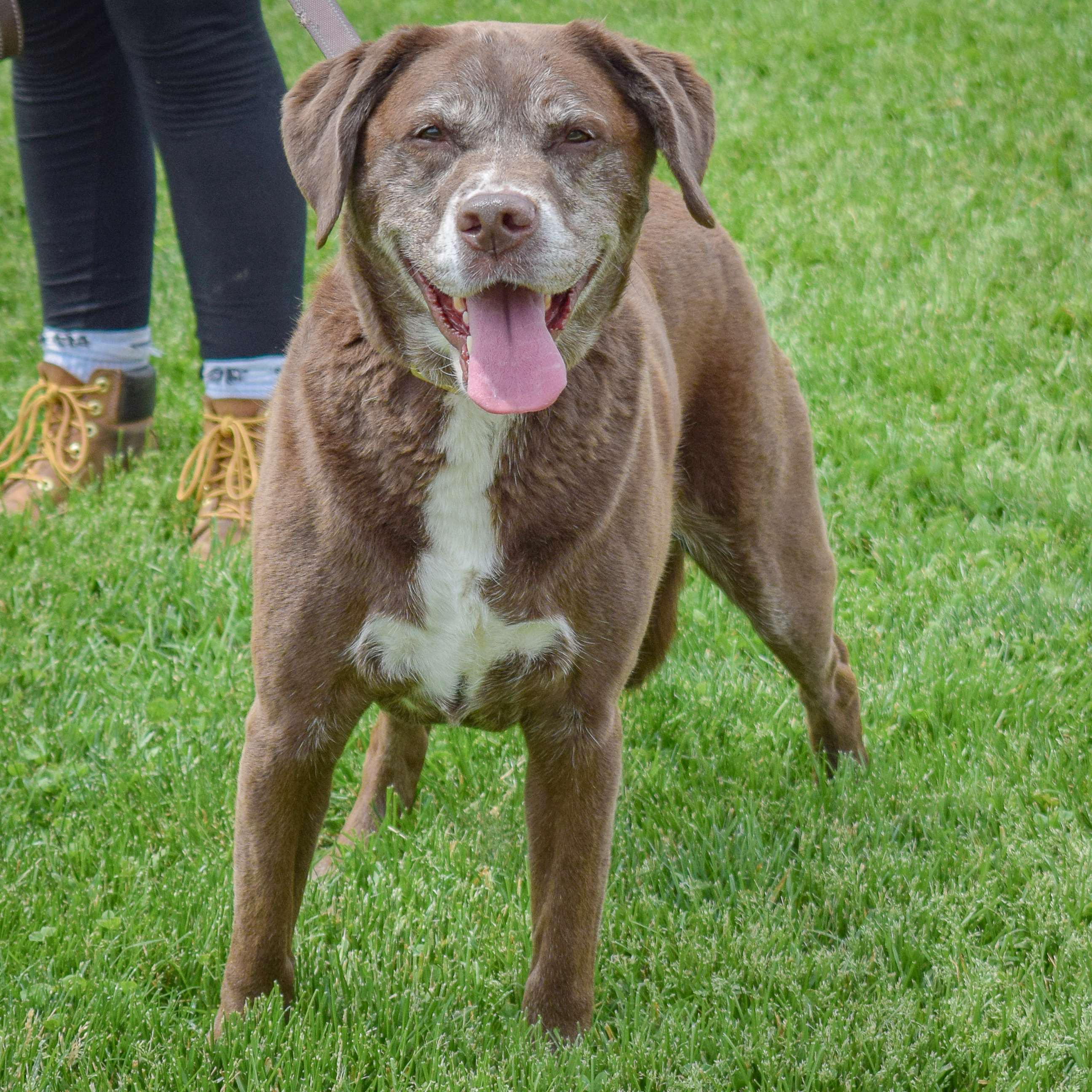 Enlarge Maple, an adoptable mixed breed in Huntley, IL image 4/6