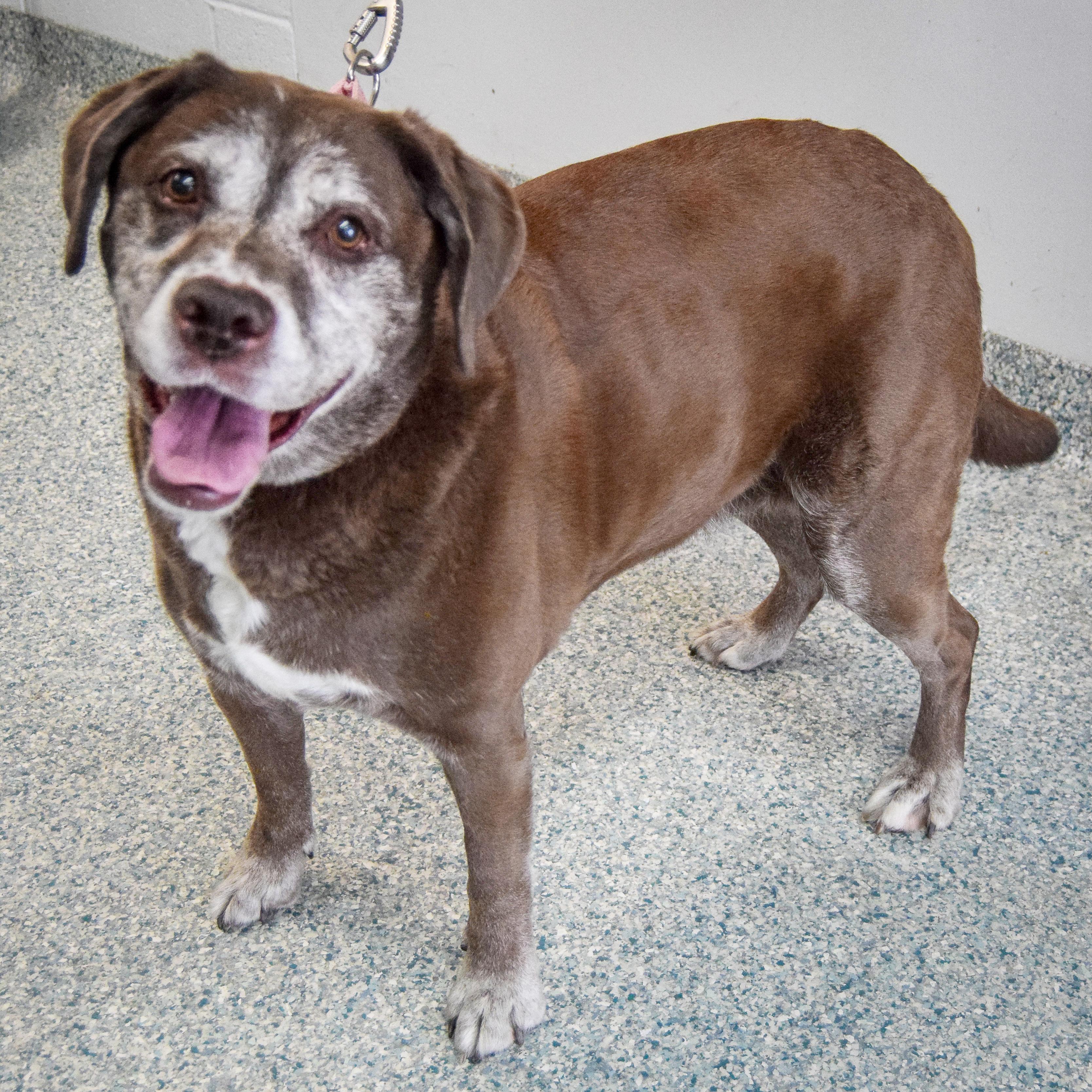 Enlarge Maple, an adoptable mixed breed in Huntley, IL image 2/6
