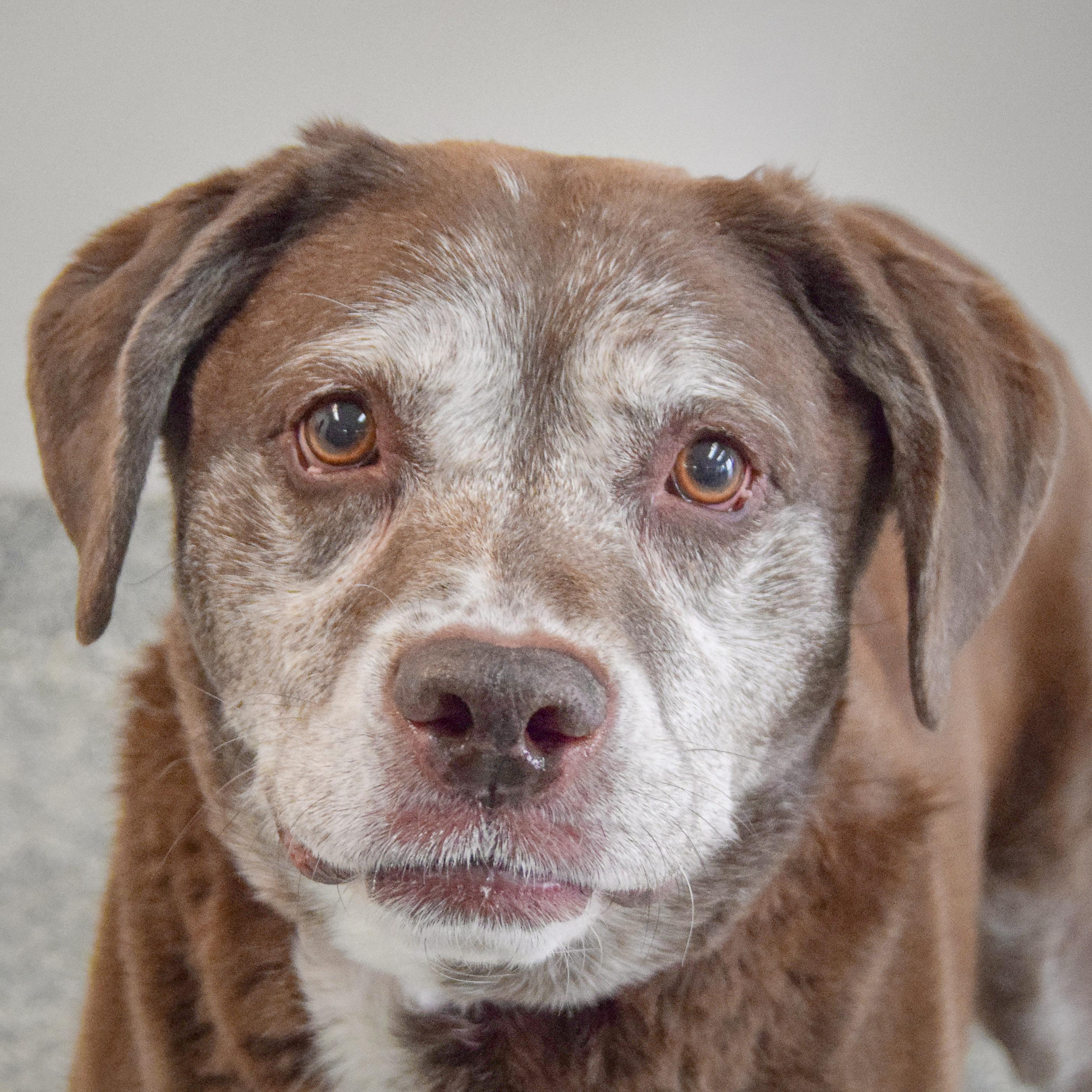 Maple, adoptable, Adult Female Labrador Retriever.