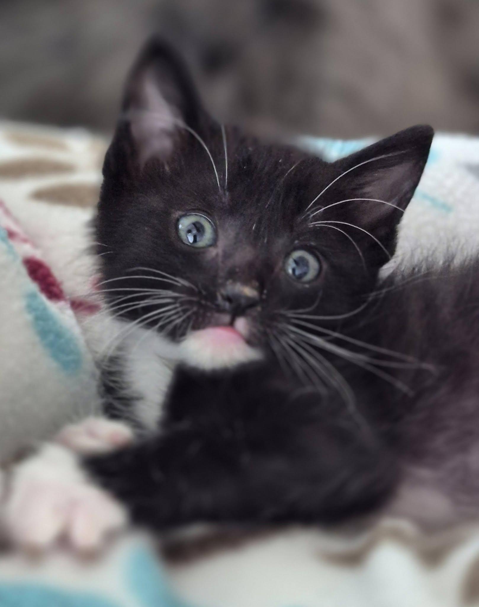 Enlarge Benny, a Adoptable Tuxedo in Decorah, IA image 2/6