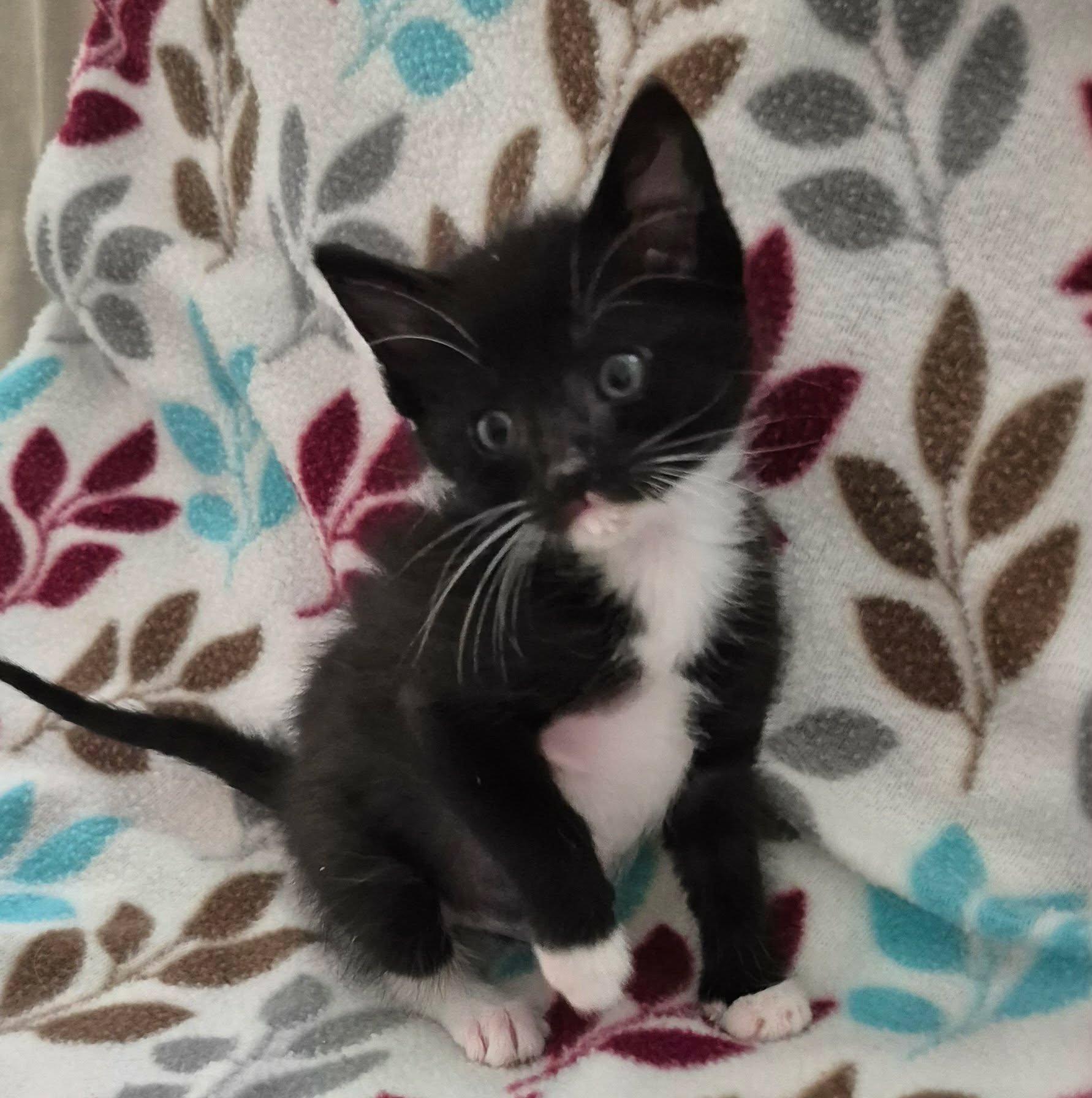 Enlarge Benny, a Adoptable Tuxedo in Decorah, IA image 1/6