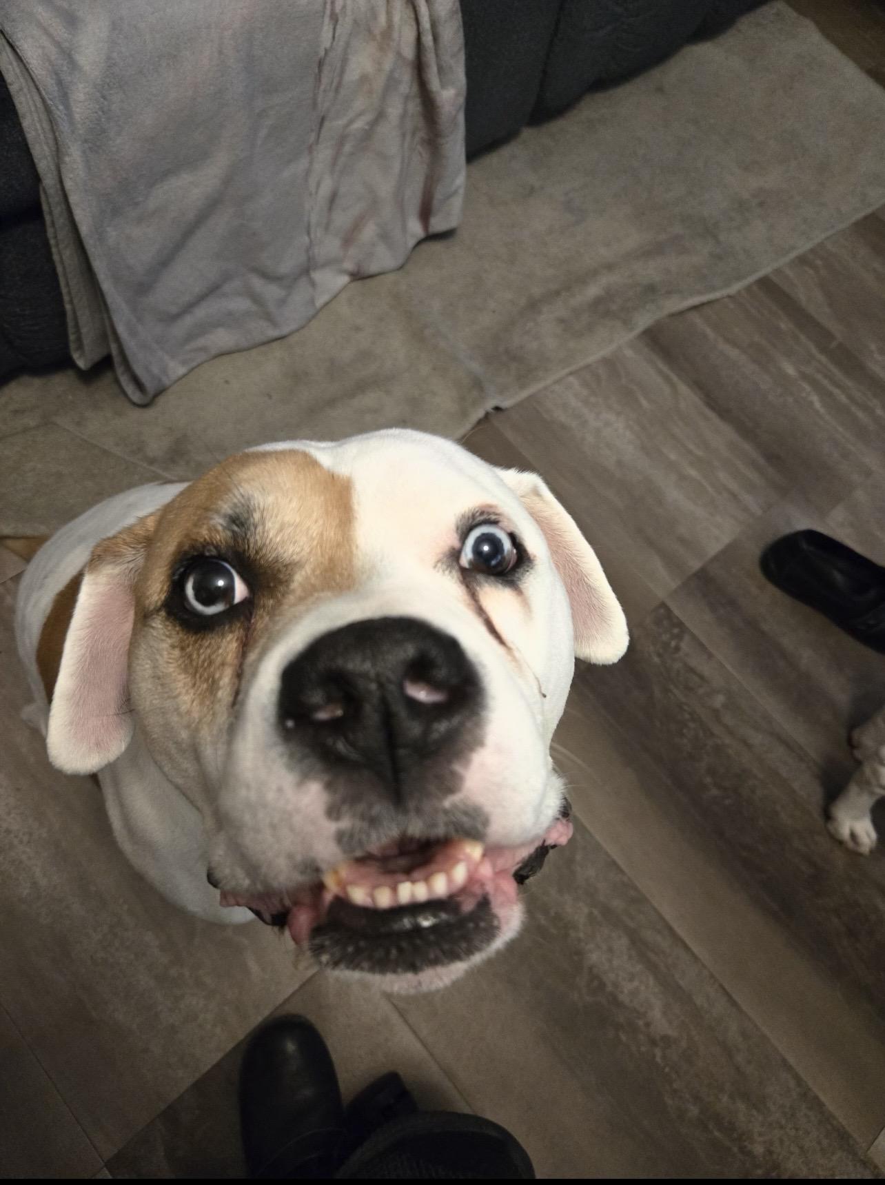 Kujo, adopted, Senior Male American Bulldog.