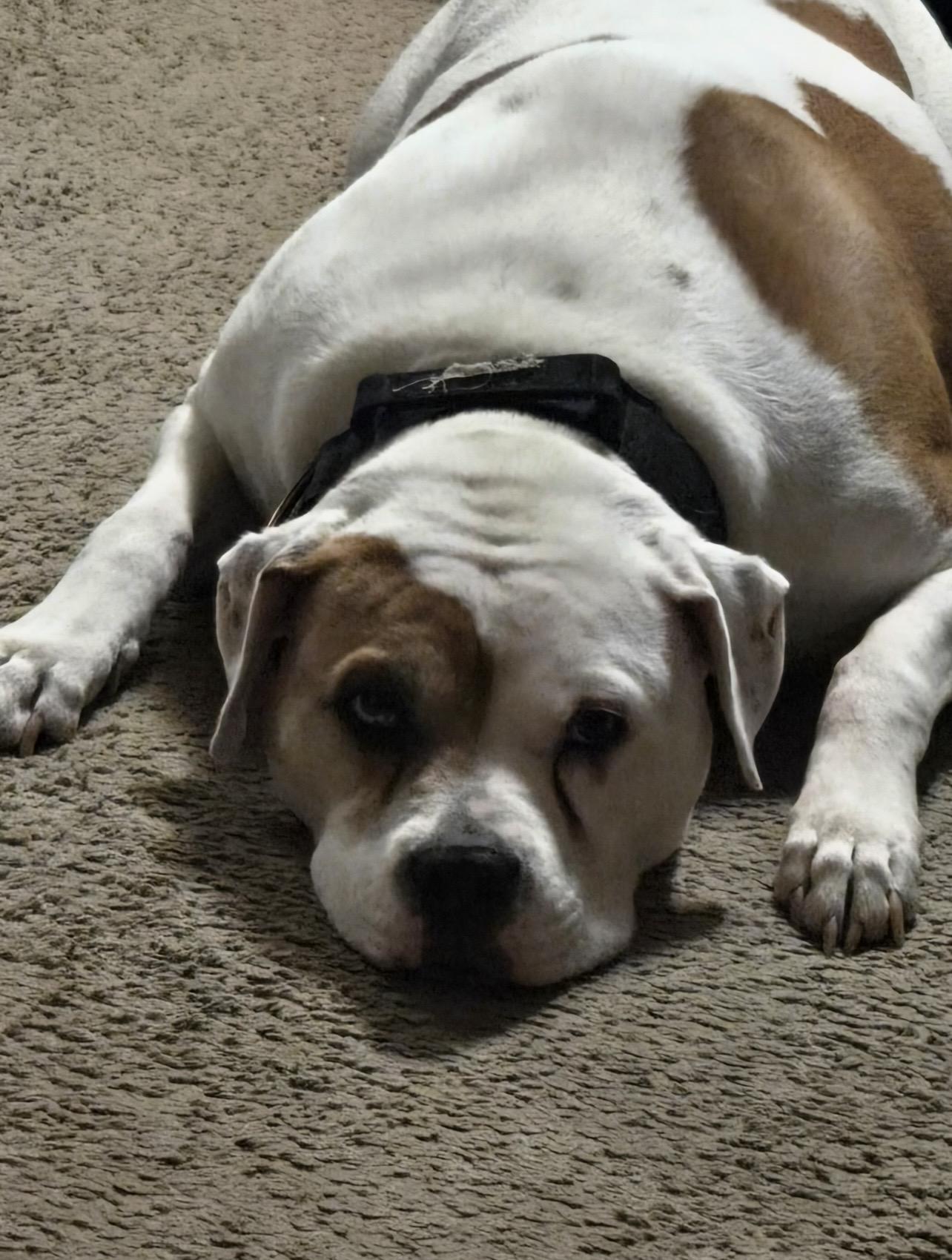 Enlarge Kujo, an adopted American Bulldog in Holmen, WI image 2/4