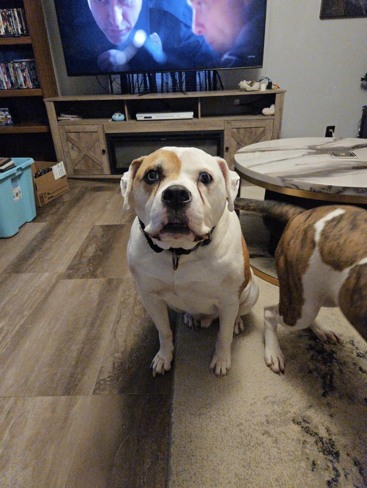 Enlarge Kujo, an adopted American Bulldog in Holmen, WI image 4/4