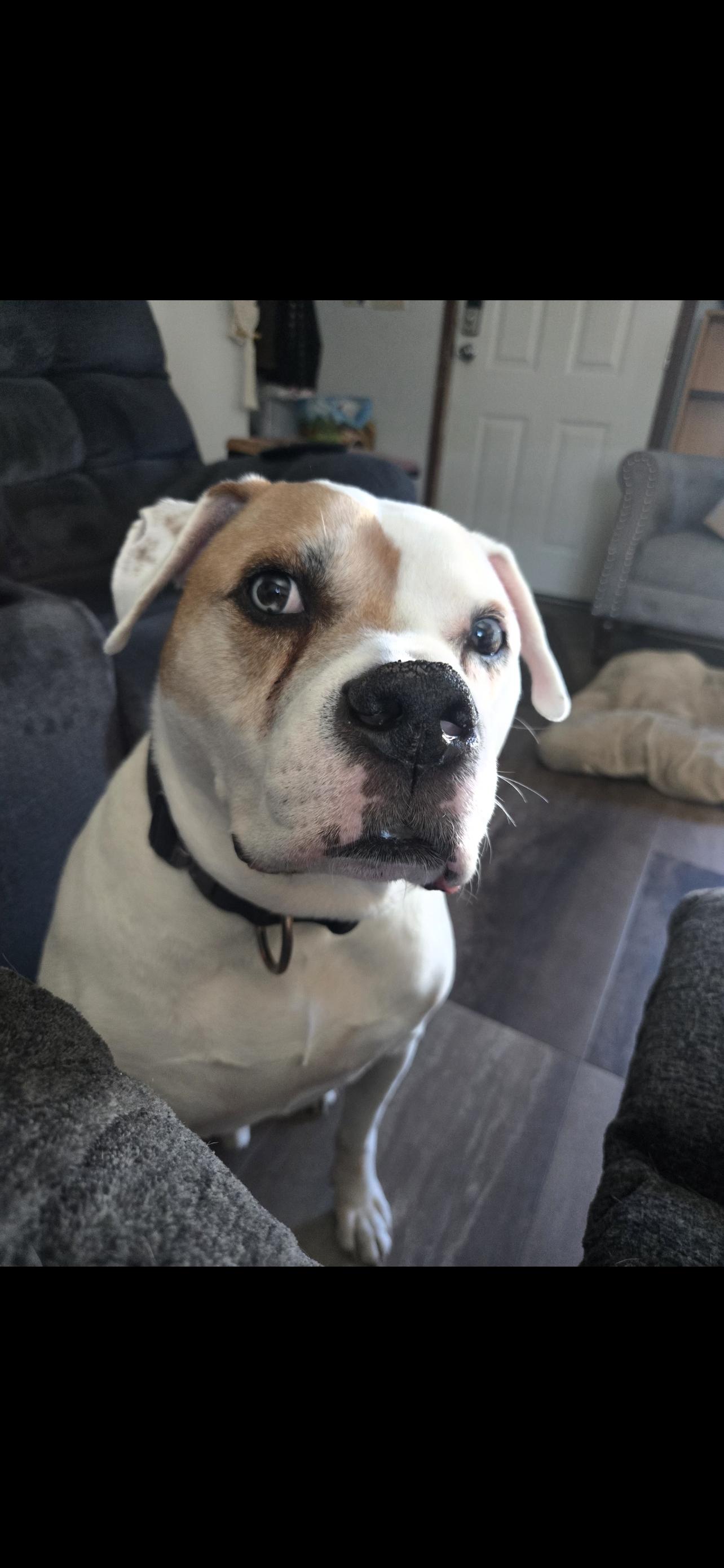Enlarge Kujo, an adopted American Bulldog in Holmen, WI image 3/4