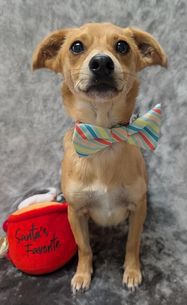 Biscuit, Adopted, Adult Male Chihuahua & Jack Russell Terrier.