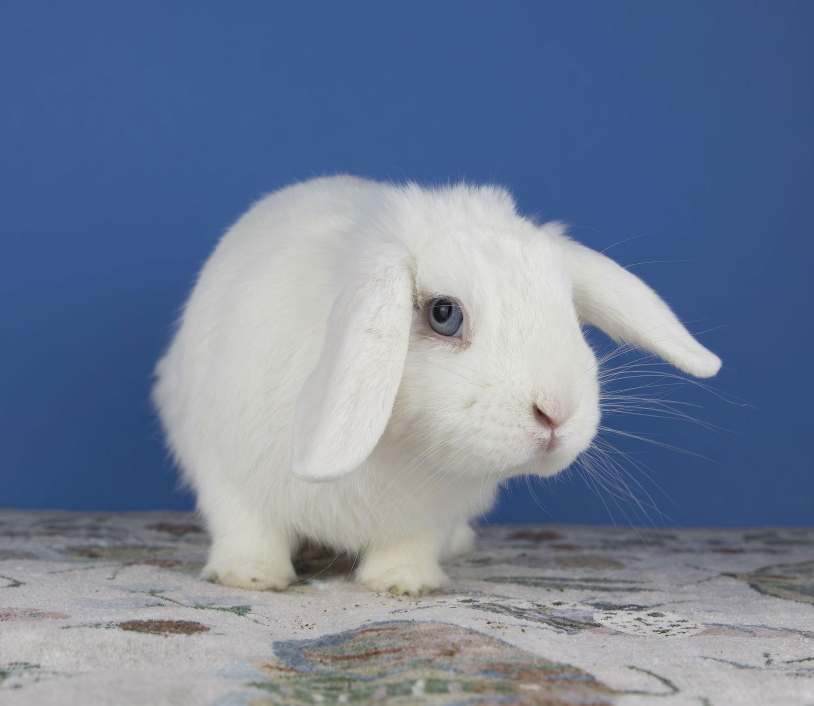 Linden, Adoptable, Adult Male Holland Lop.