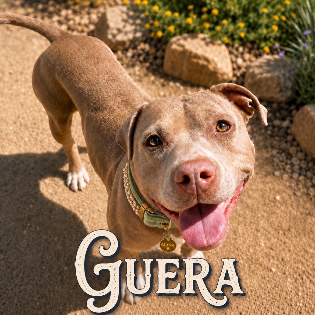 Guera, Adoptable, Senior Female Pit Bull Terrier & Rhodesian Ridgeback.