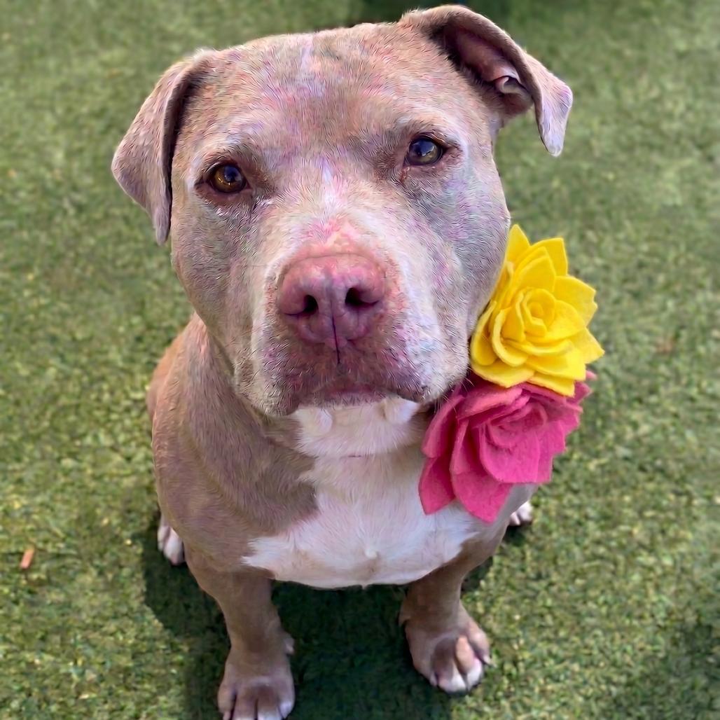Enlarge Guera, a Adoptable mixed breed in Phoenix, AZ image 2/6