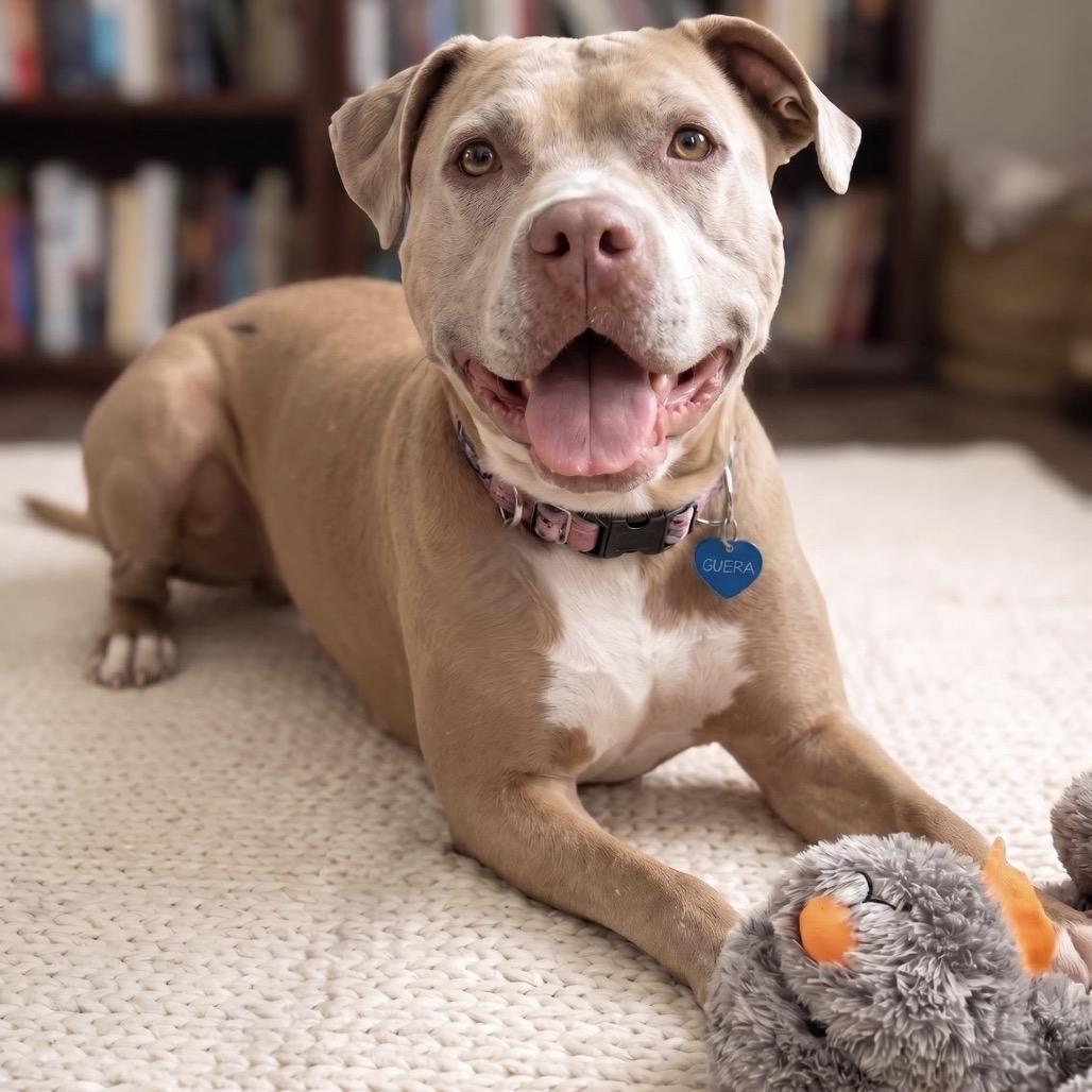 Enlarge Guera, a Adoptable mixed breed in Phoenix, AZ image 2/6