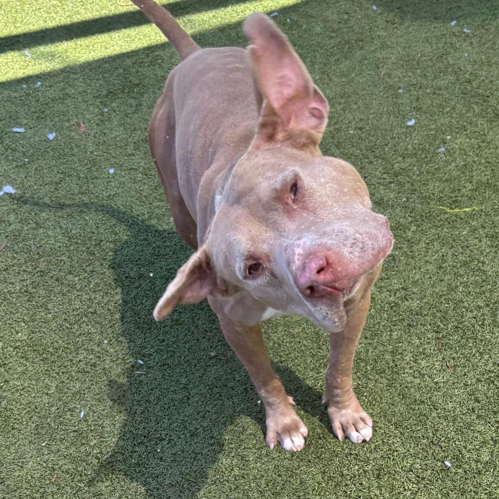Enlarge Guera, a Adoptable mixed breed in Phoenix, AZ image 3/6