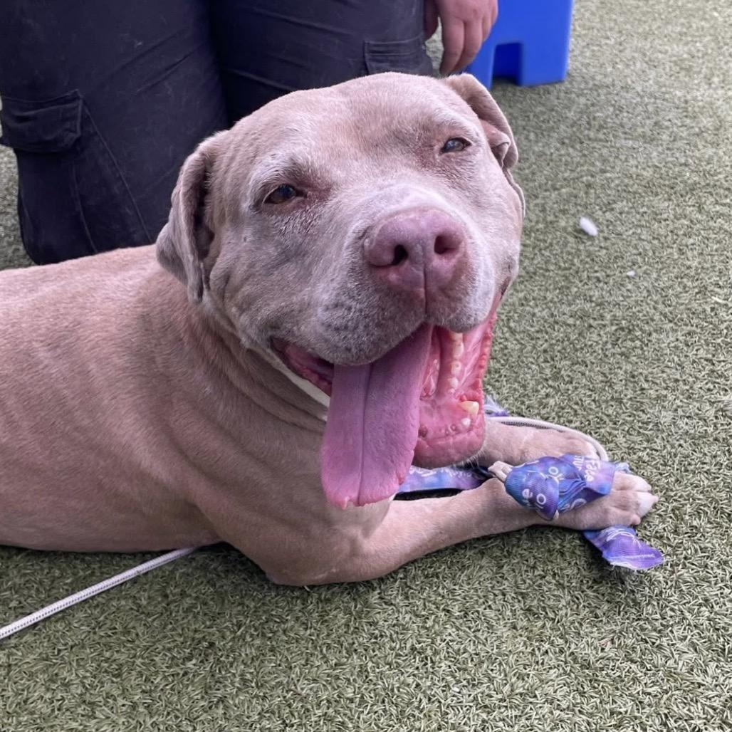 Enlarge Guera, a Adoptable mixed breed in Phoenix, AZ image 4/6