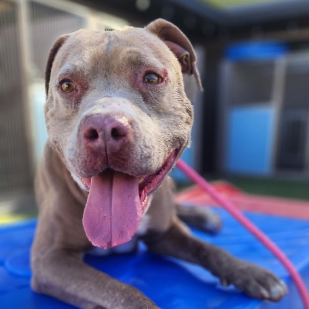 Enlarge Guera, a Adoptable mixed breed in Phoenix, AZ image 5/6