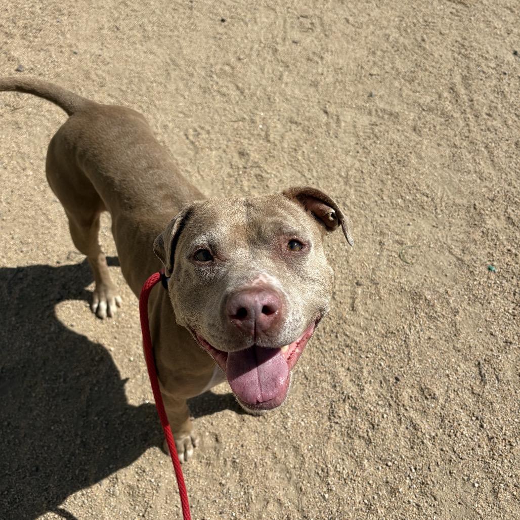 Enlarge Guera, a Adoptable mixed breed in Phoenix, AZ image 6/6