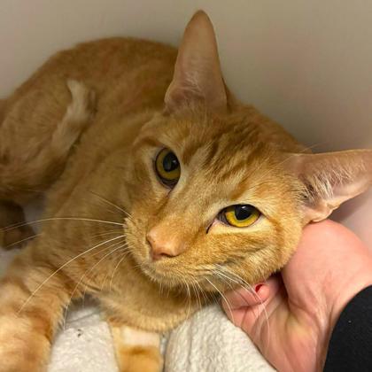 Tootie Fruity, Adoptable, Adult Male Domestic Short Hair & Domestic Short Hair.