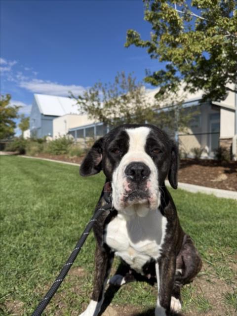 Enlarge BONNIE, a Adoptable mixed breed in Loveland, CO image 1/1