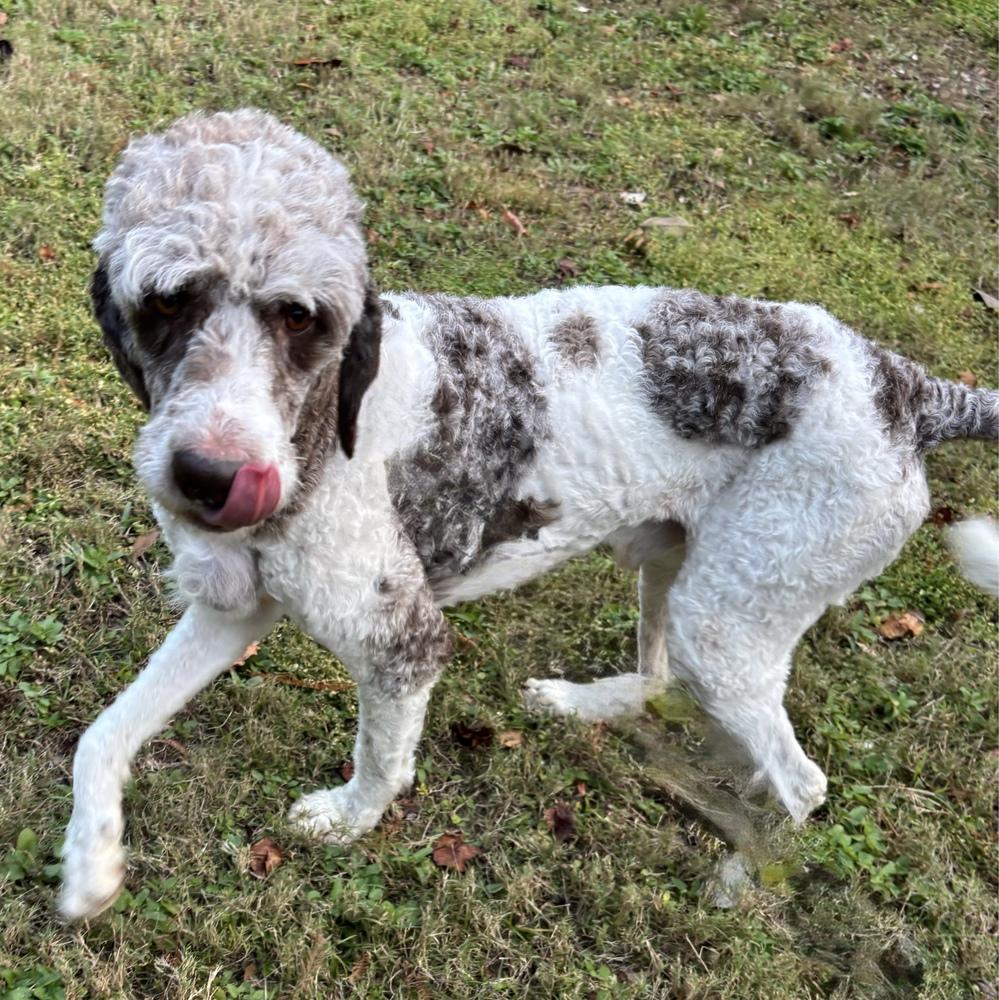 Jeff, Adoptable, Adult Male Poodle.