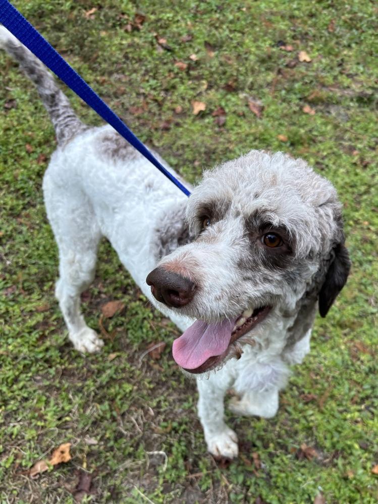 Enlarge Jeff, a Adoptable Poodle in Orlando, FL image 3/5