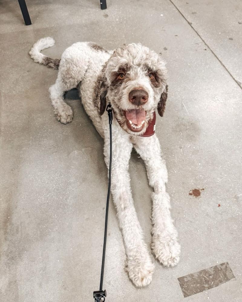 Enlarge Jeff, a Adoptable Poodle in Orlando, FL image 3/6
