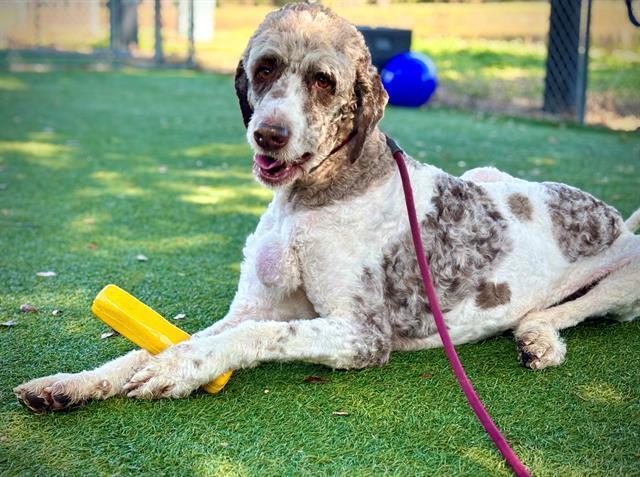 Enlarge Jeff, a Adoptable Poodle in Orlando, FL image 4/5