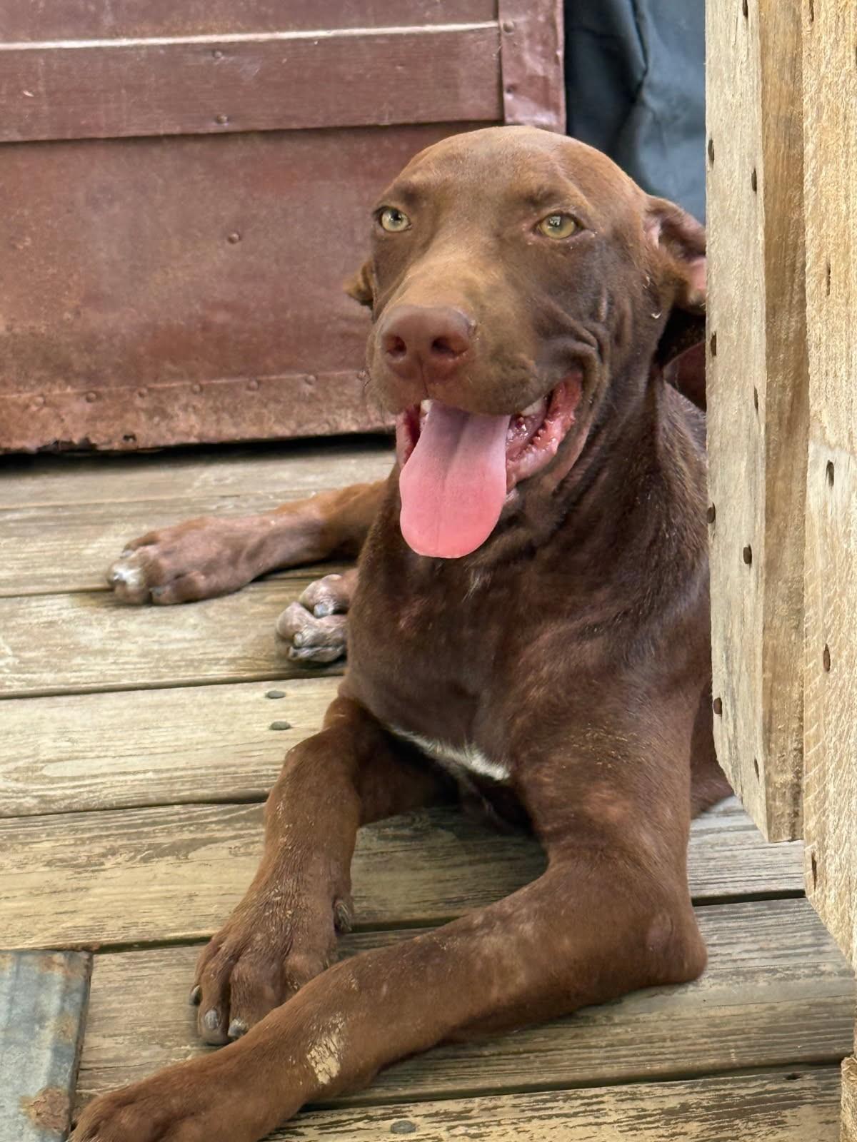 Enlarge Fudge, a Adopted mixed breed in Livingston, TX image 1/1
