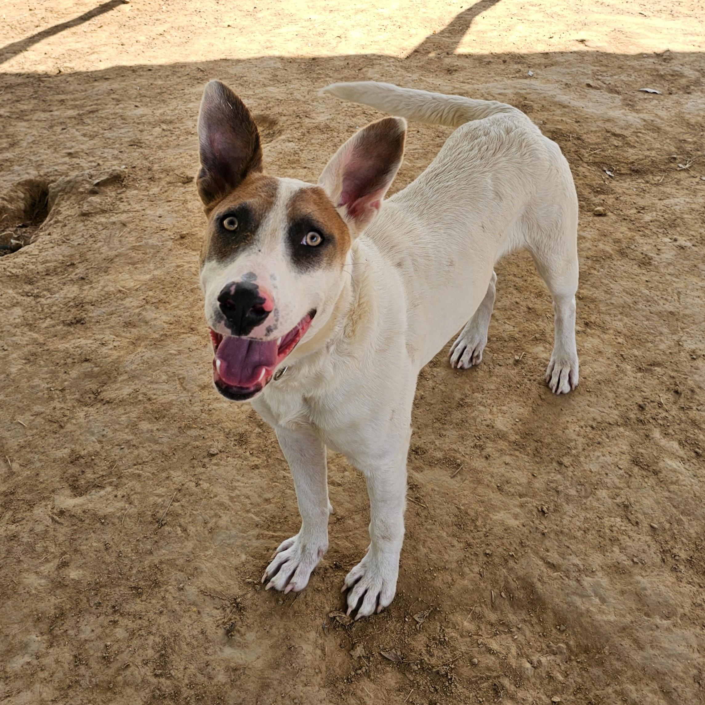 Gypsy, a Adoptable Mixed Breed in Searcy, AR image 2/6