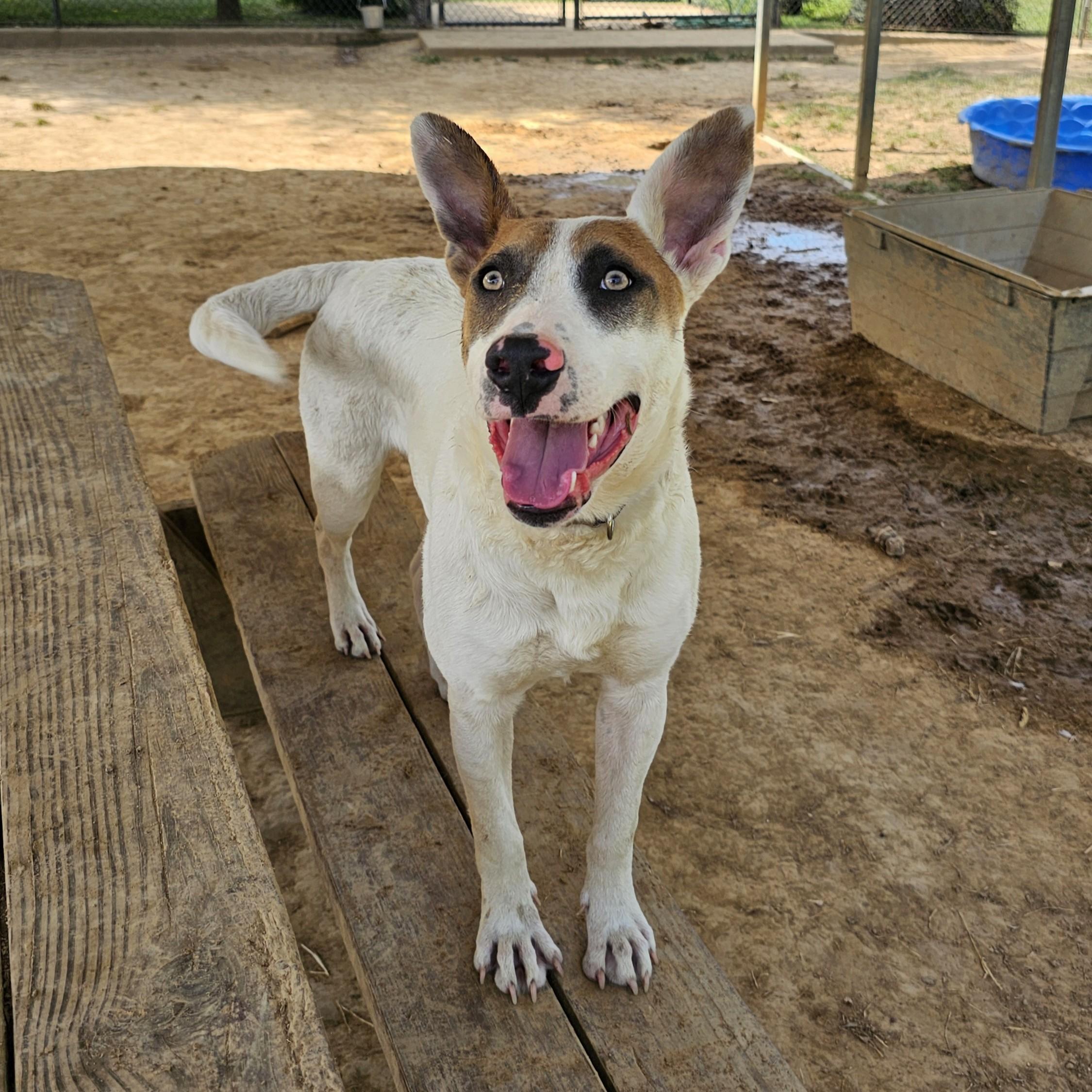 Gypsy, Adoptable, Adult Female Mixed Breed.