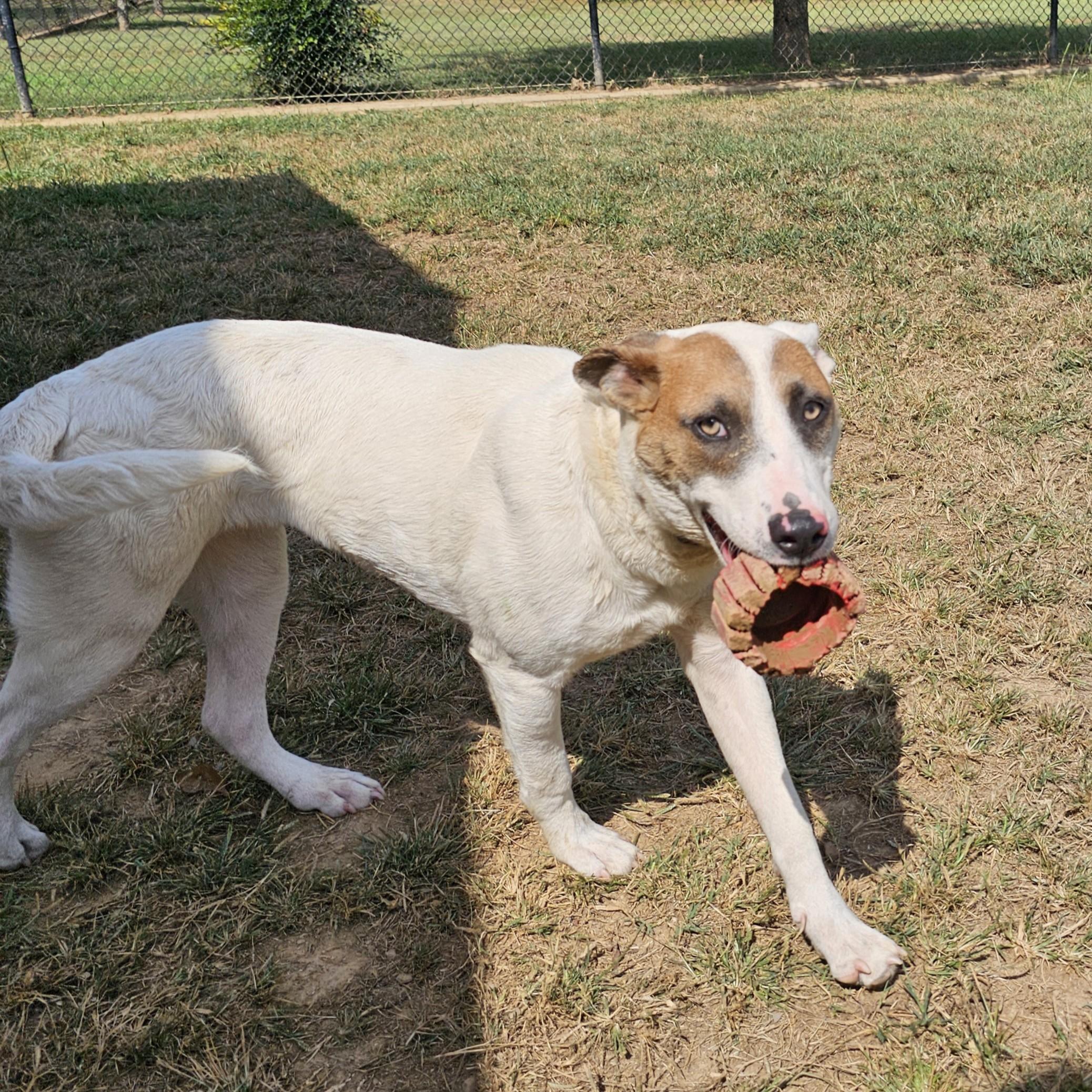 Gypsy, a Adoptable Mixed Breed in Searcy, AR image 3/6