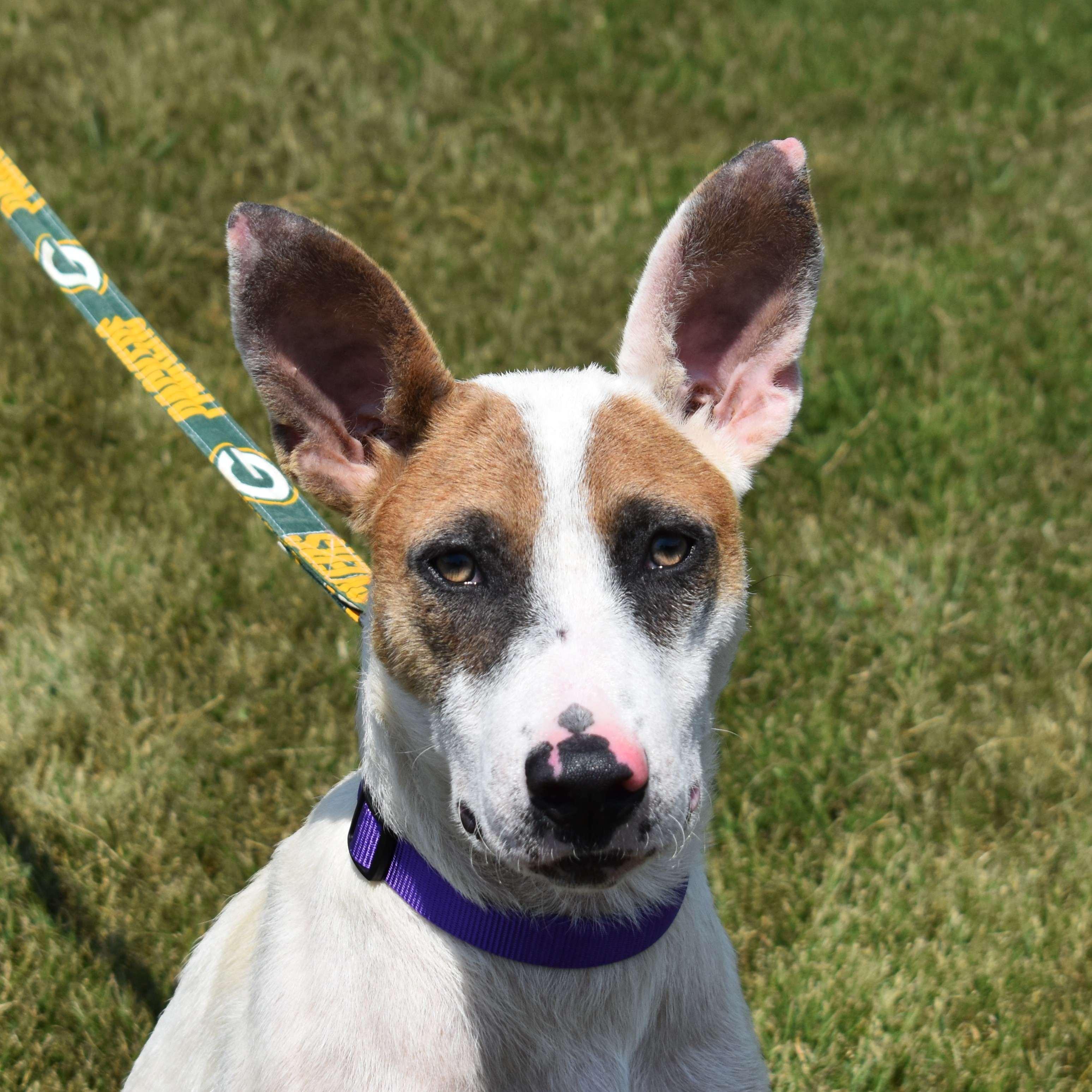 Gypsy, Adoptable, Adult Female Mixed Breed.