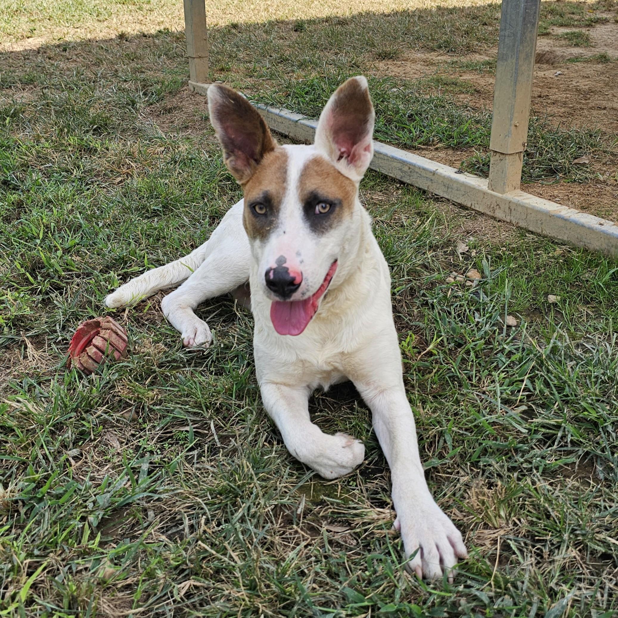 Gypsy, a Adoptable Mixed Breed in Searcy, AR image 4/6