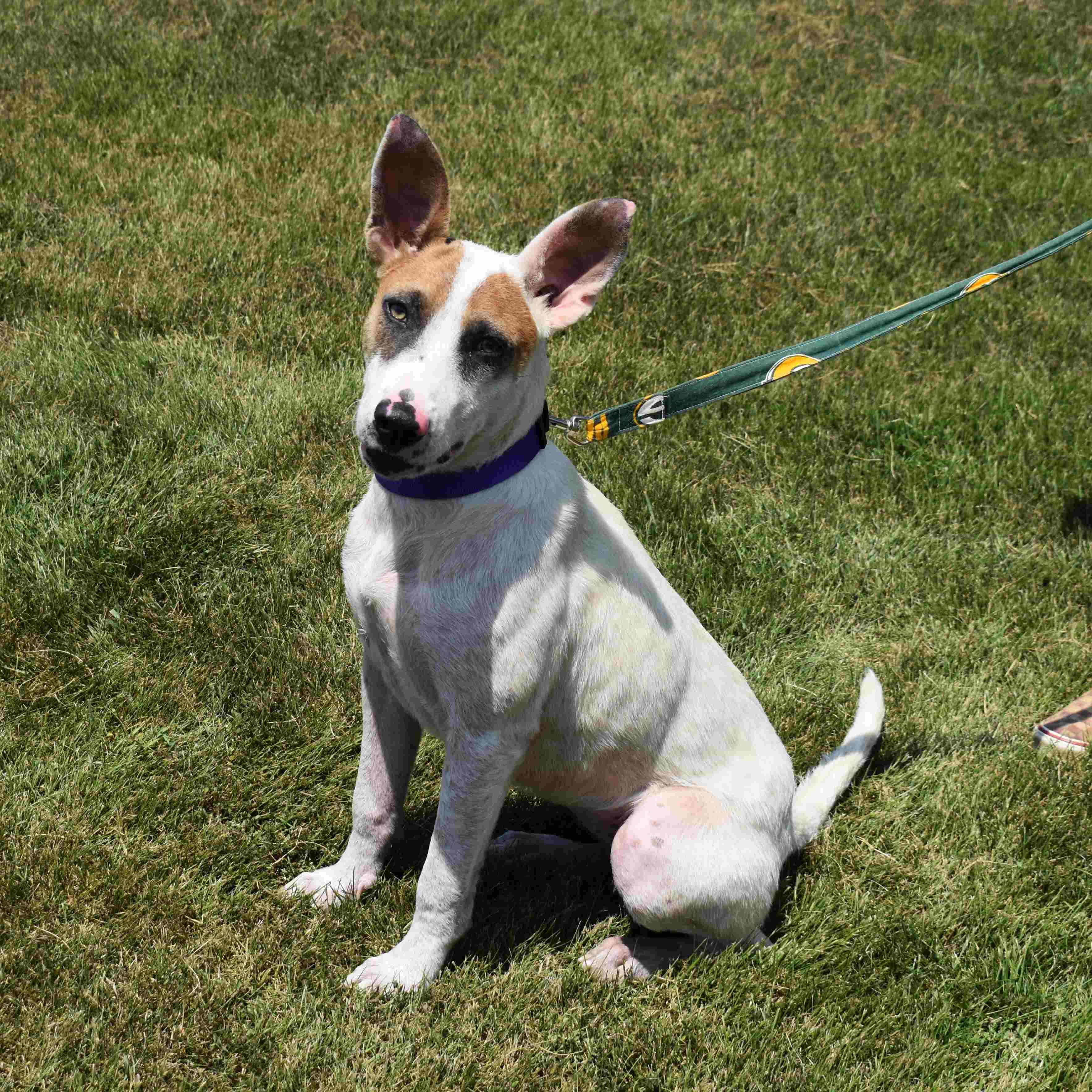 Gypsy, a Adoptable Mixed Breed in Searcy, AR image 6/6