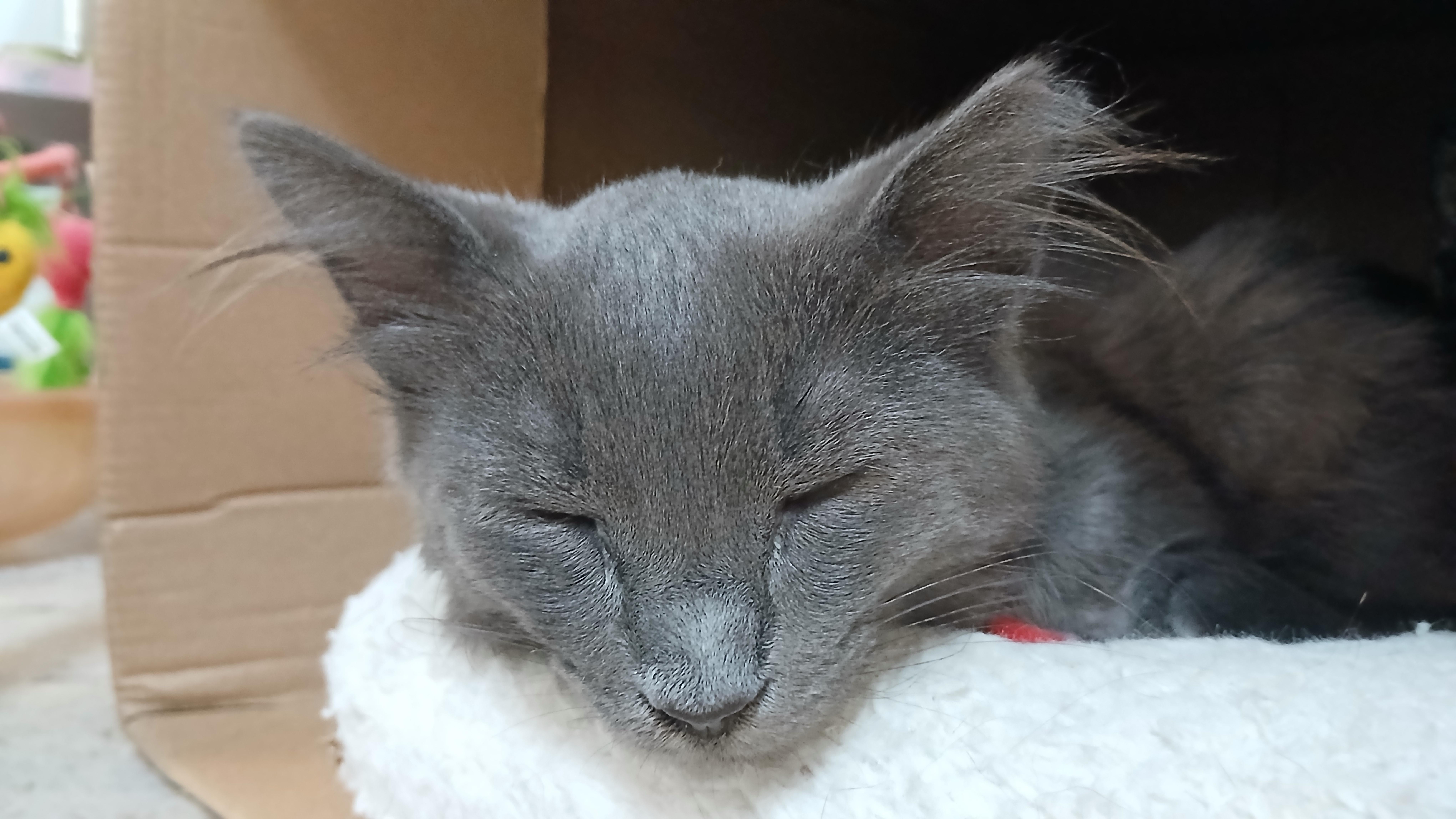 Enlarge Lala, an adopted Domestic Medium Hair in Cullowhee, NC image 2/6