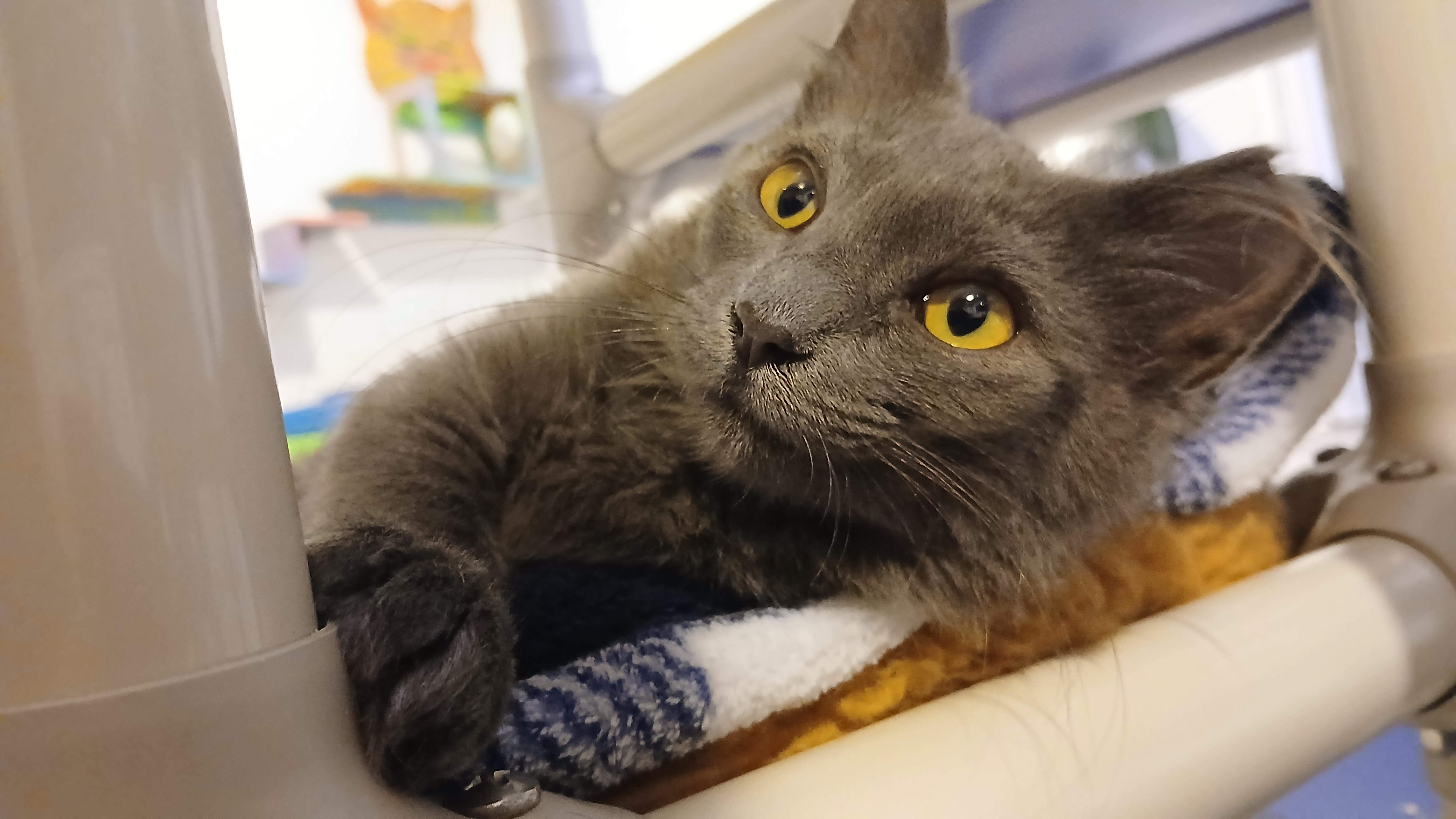 Enlarge Lala, an adopted Domestic Medium Hair in Cullowhee, NC image 3/6