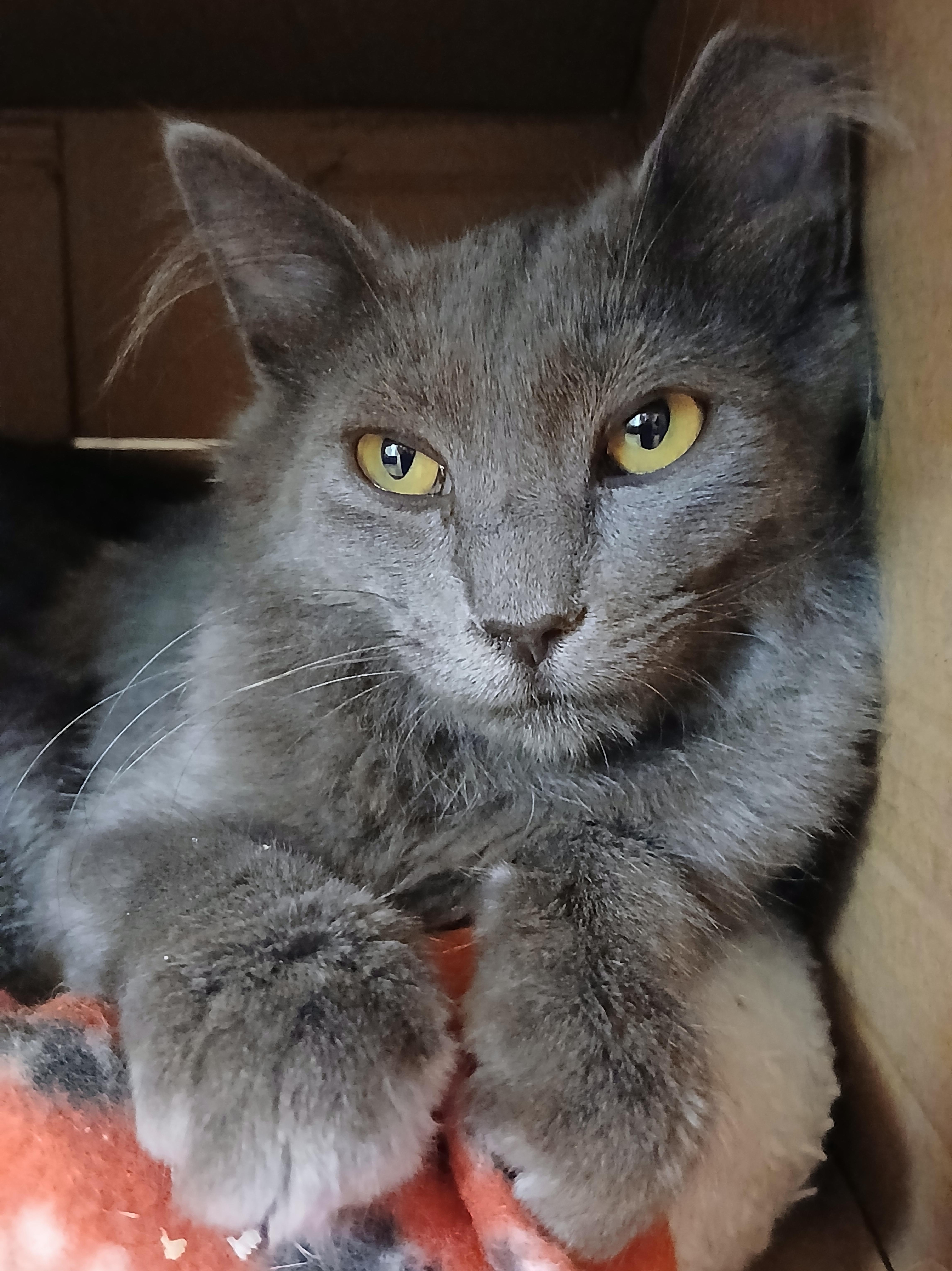 Enlarge Lala, an adopted Domestic Medium Hair in Cullowhee, NC image 6/6
