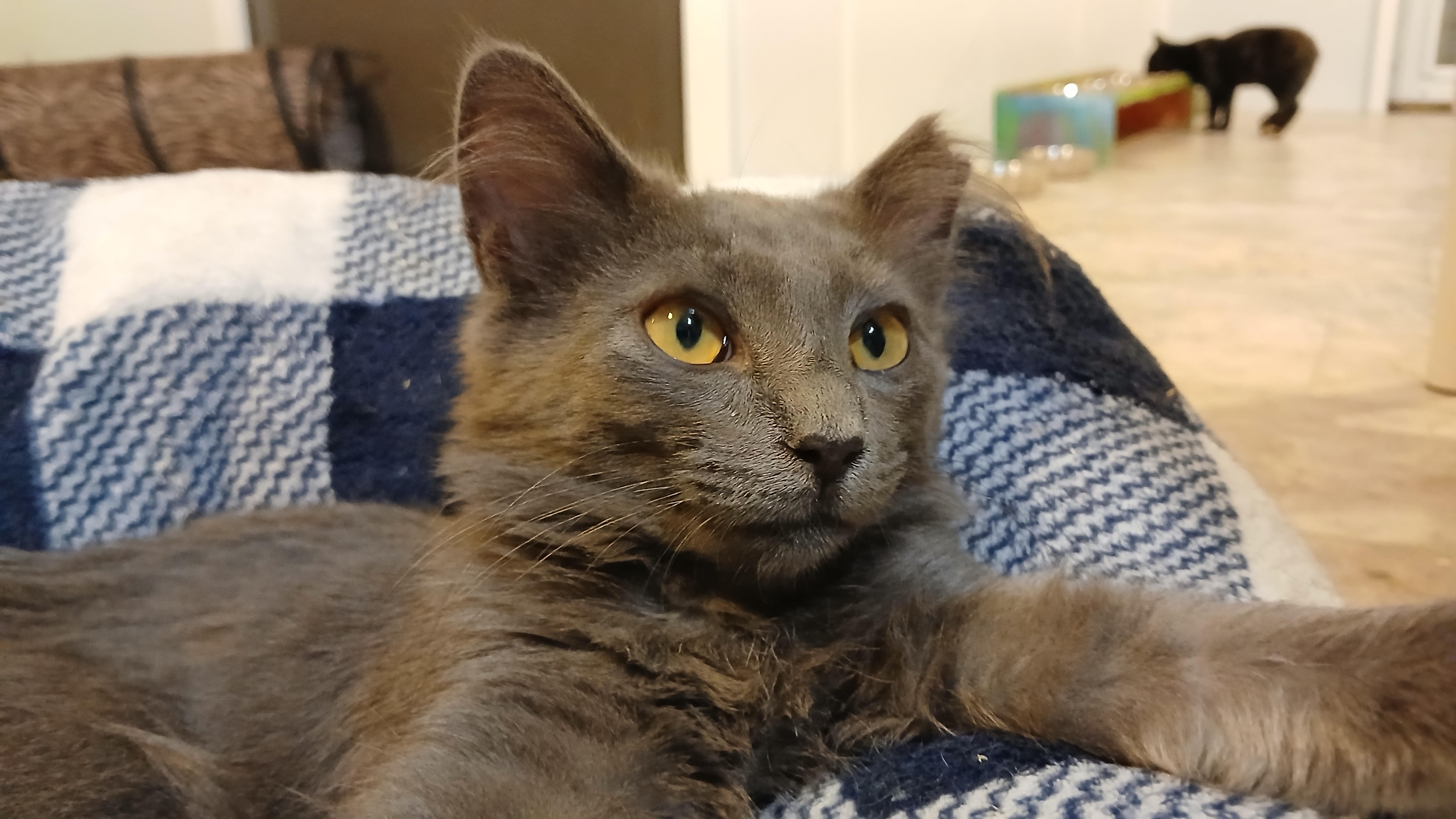 Enlarge Lala, an adopted Domestic Medium Hair in Cullowhee, NC image 5/6