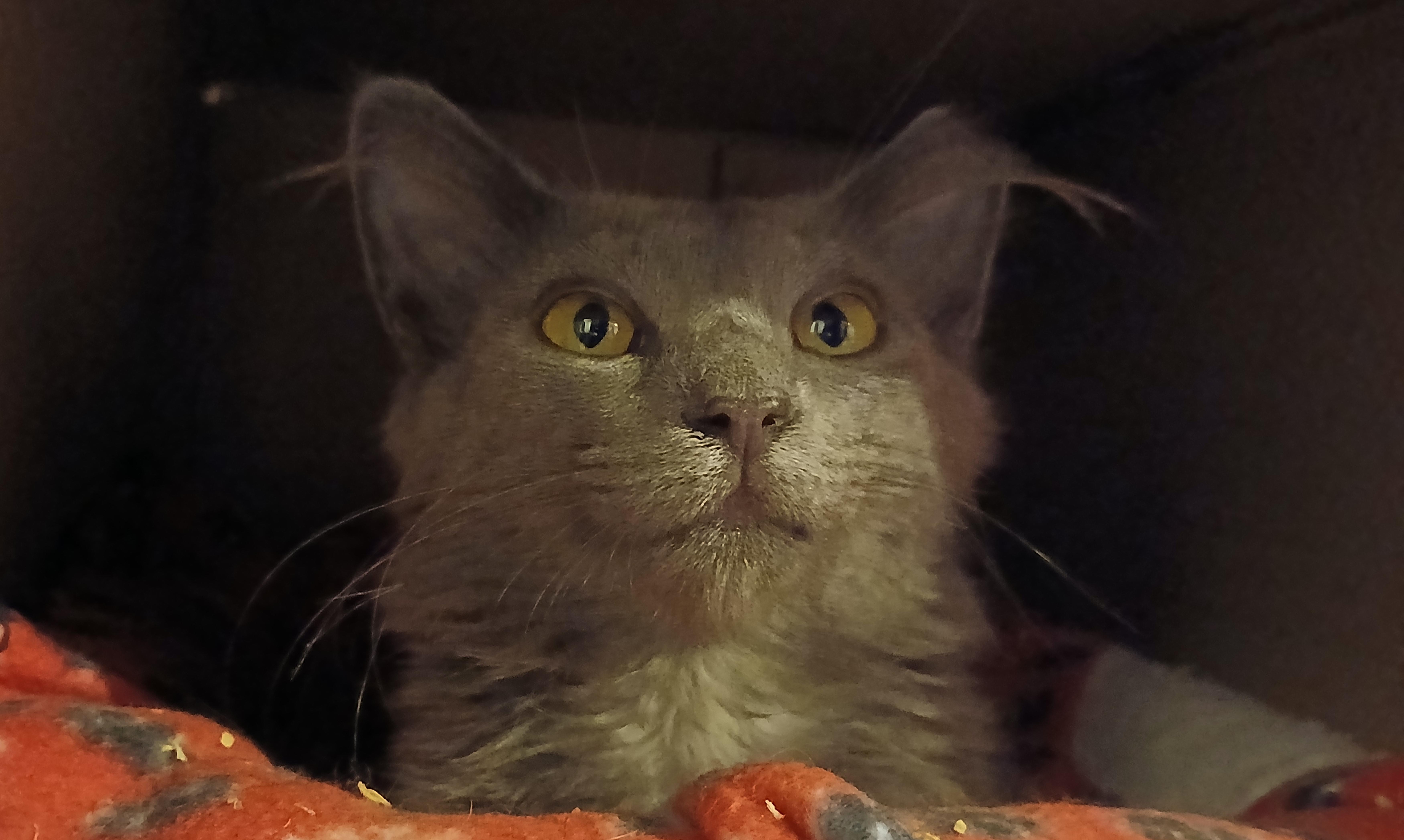Enlarge Lala, an adopted Domestic Medium Hair in Cullowhee, NC image 4/6