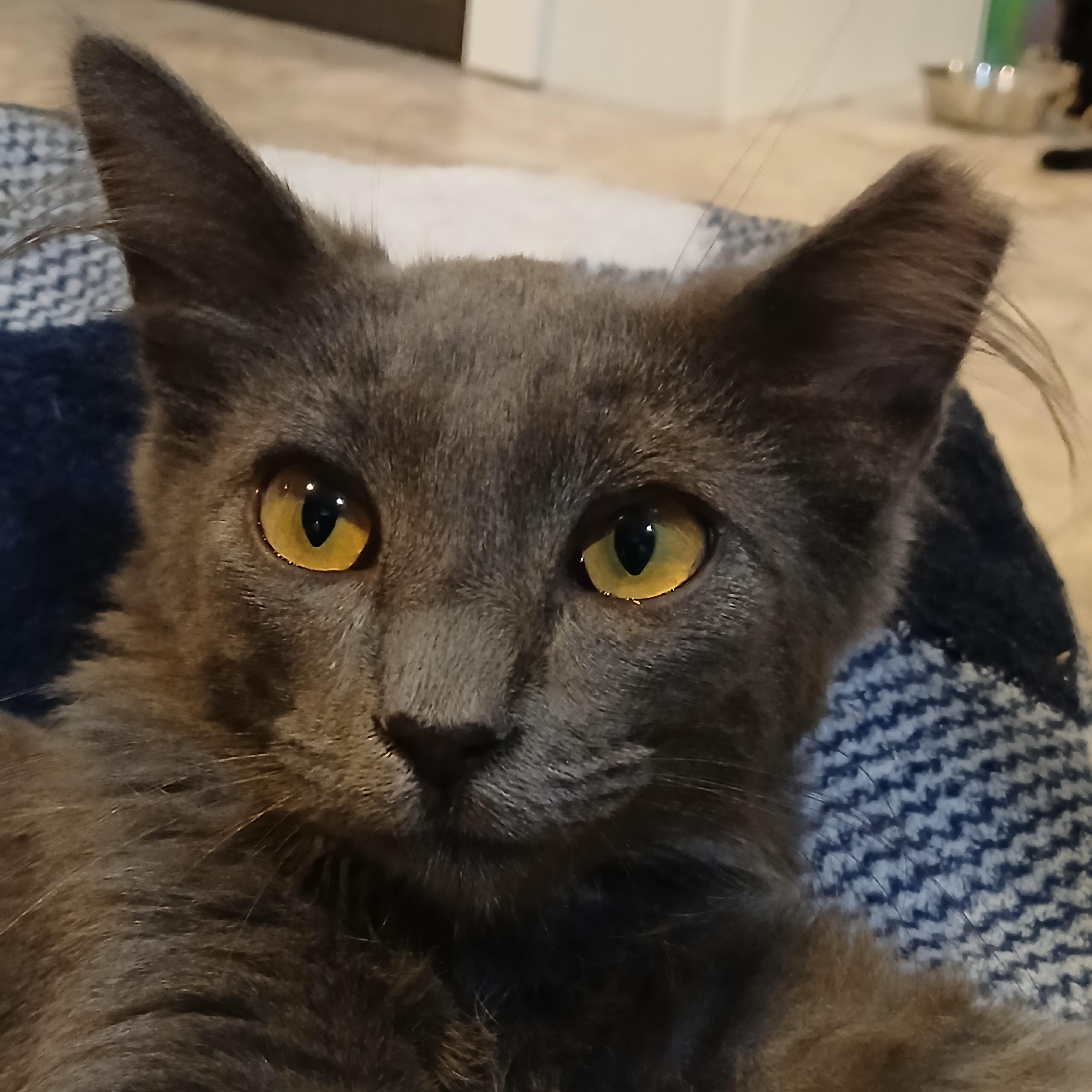 Enlarge Lala, an adopted Domestic Medium Hair in Cullowhee, NC image 1/6