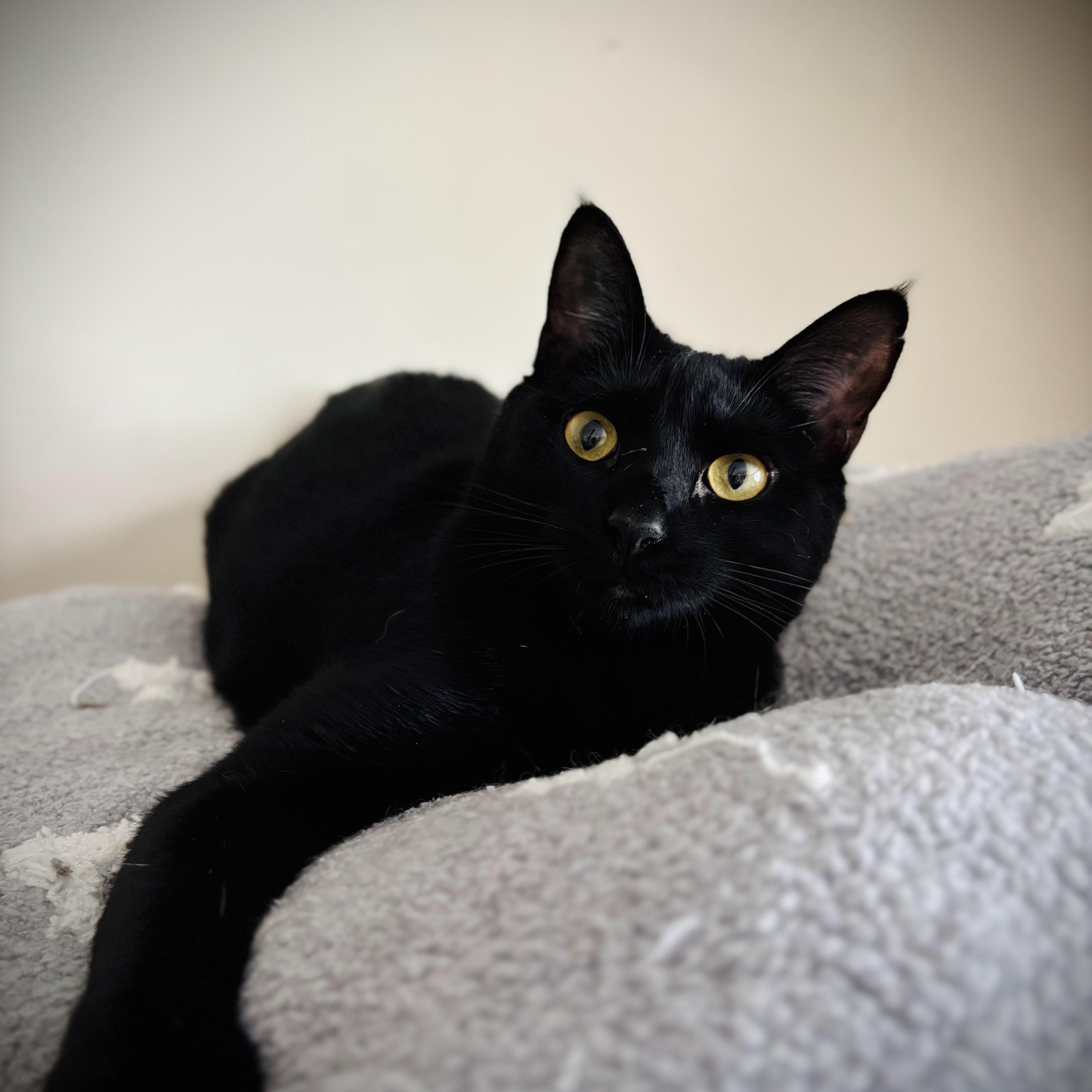 Enlarge Ingrid, an adopted Domestic Short Hair in Buffalo, NY image 2/2