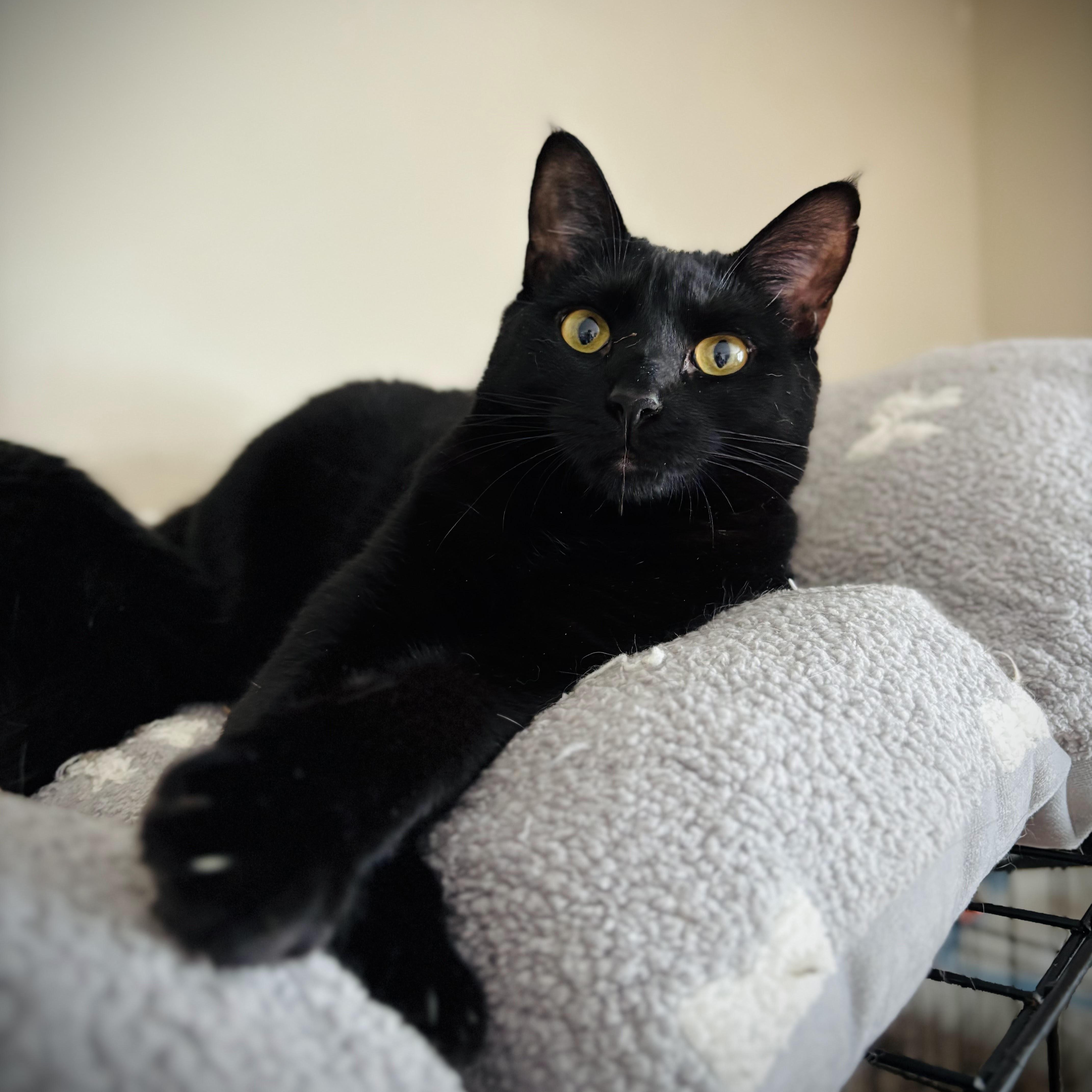 Enlarge Ingrid, an adopted Domestic Short Hair in Buffalo, NY image 1/2